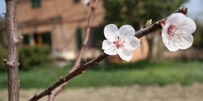 un albero fiorito